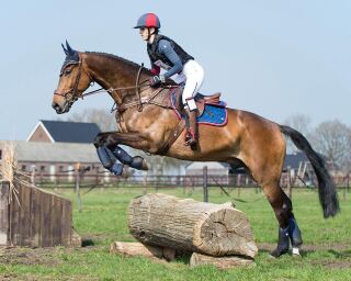Eventing gamaschen hinterbein technical Navy M