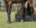 Eventing gamaschen hinterbein technical Navy M