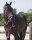 Knotenhalfter kombi Liberty Fuchsia Extra Full