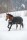 Bucas Anniversary Turnout Light 50 SF 155 cm