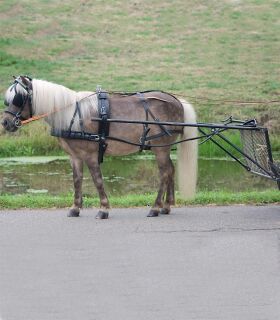Einspänner Geschirr Economic, Pony und Shetty