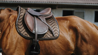 EQUITHÈME Glossy Schabracke