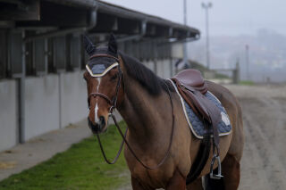 EQUITHÈME Denim Schabrake