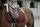 EQUITHÈME Pro air Schabracke