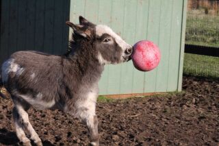 Jolly Ball Spielball für Pferde oder Hunde