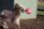 Jolly Ball Spielball für Pferde oder Hunde