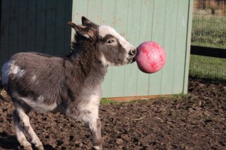 Jolly Ball Spielball für Pferde oder Hunde -  25 cm Rosa-Bubbegum