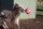 Jolly Ball Spielball für Pferde oder Hunde -  25 cm Grün-Apfelduft